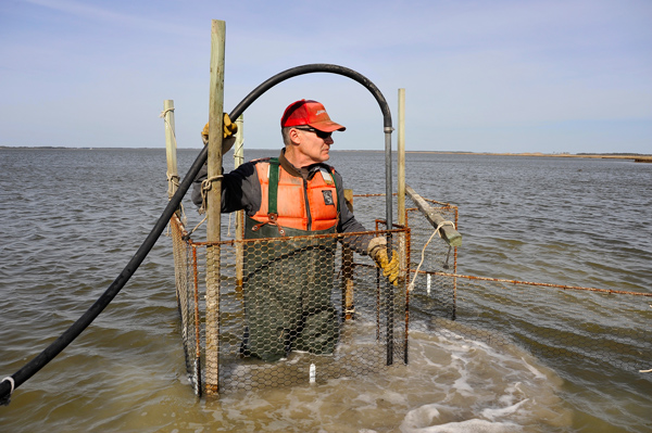 John Barnette uses water pump to drive poles into river bottom