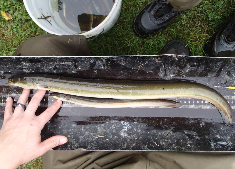 An image from above of a stretched out larger female eel (above) and a smaller male eel (below) resting in a device used to measure lengths of eels.