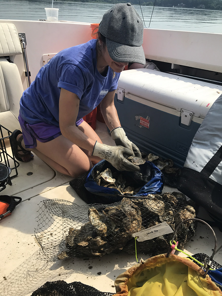photo of Katie Hornick sampling oysters on a boat