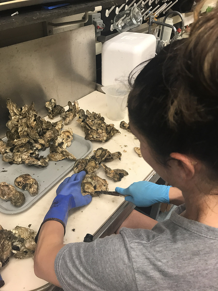 photo of Katie Hornick back at the lab shucking oysters