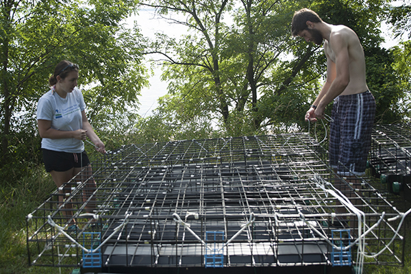 two oyster hatchery interns prepare an oyster growing cage for installation in the water