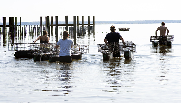 floating oyster-growing growing cages are guided to a spot offshore where they will be hooked onto a secured line