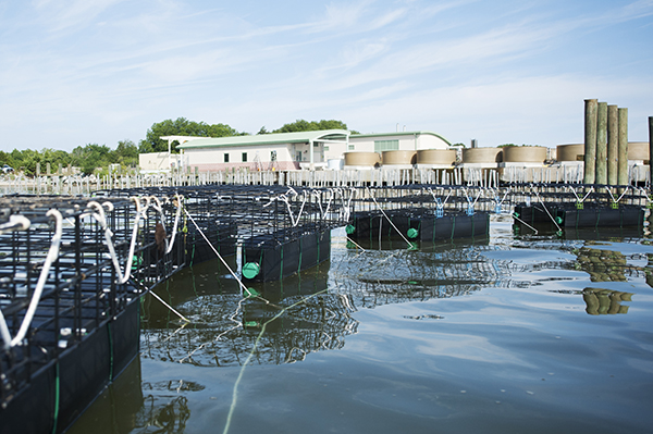 a grouop of floating oyster-growing cages secured to each other and the bay bottom by nylon ropes