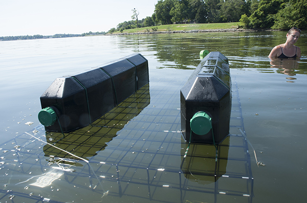 A floatign growing cage in its production orientation, with cago underwater and floating pontoons on top