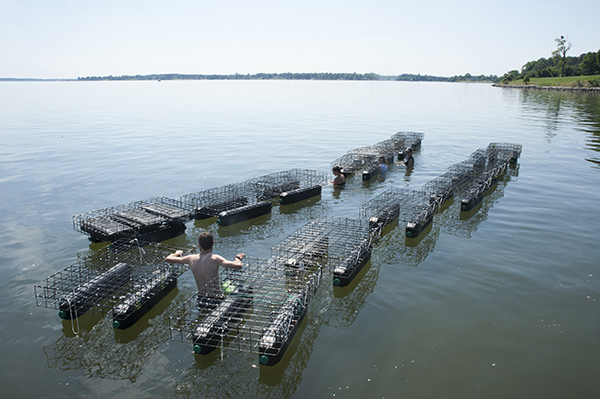 floating oyster cages secured to each other by rope