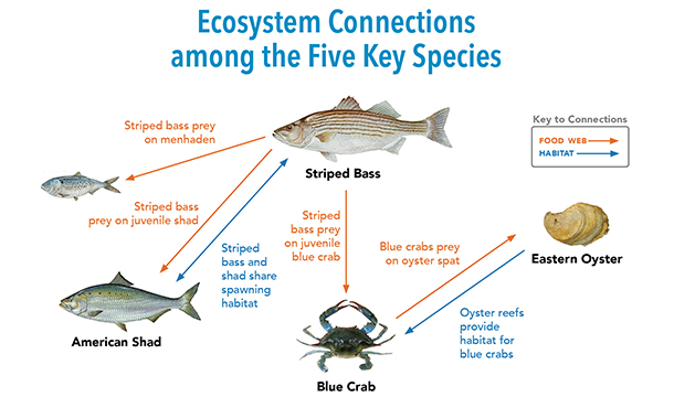Ecosystem Connections among the Five Key Species