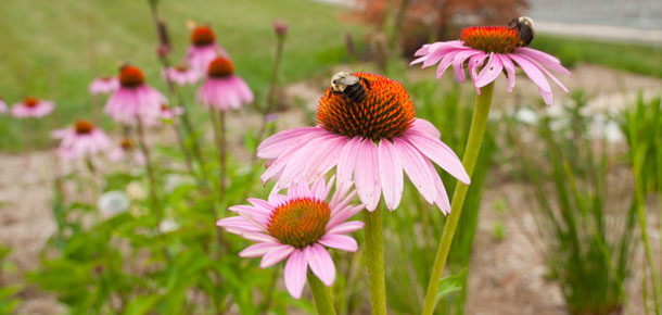 flowers with a bee on one