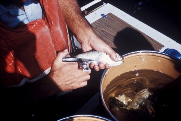 A menhaden being injected with a ferromagnetic tag.