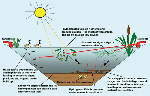 drawing showing how nutrients affect ponds