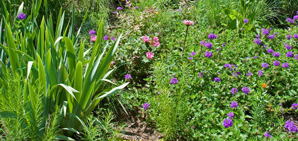 rain garden