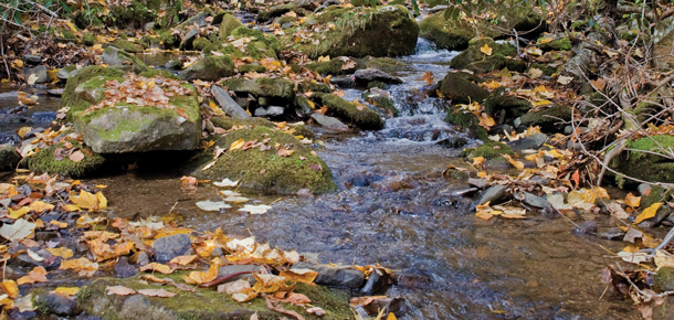 woodland stream