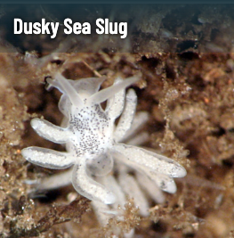 a slimy-looking white dusky sea slug with 2 eyestalks and around 10 stubby spikes