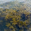 Submerged Aquatic Vegetation