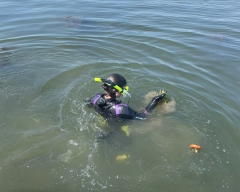 A snorkeler examines aquatic plants in the Susquehanna River.