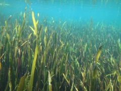 Vallisneria americana seagrass bed