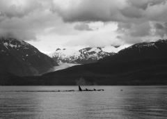 Northern resident killer whales outside Juneau, Alaska. Credit: Seth Sykora-Bodie