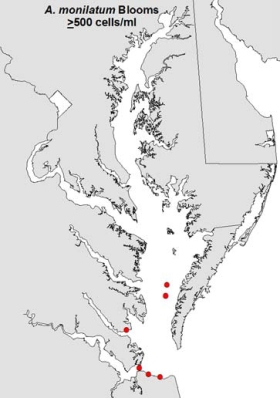 satellite image of A. Mon harmful algal bloom in Chesapeake Bay