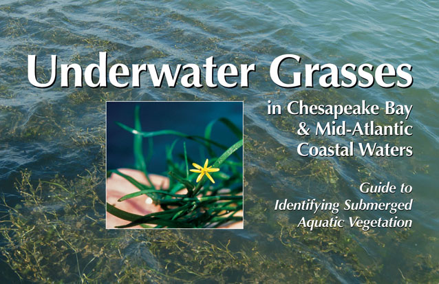 Underwater Grasses in Chesapeake Bay & Mid-Atlantic Coastal Waters: Guide  to Identifying Submerged Aquatic Vegetation