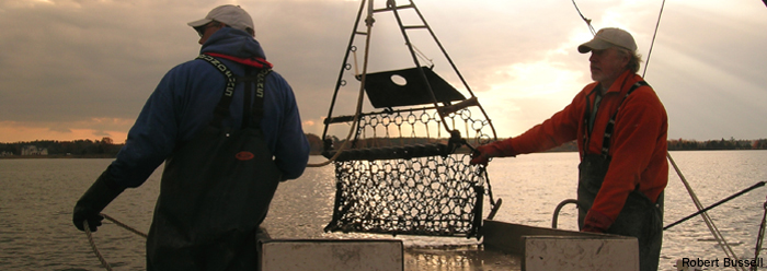 Preparing the oyster dredge for sample collection. Credit: Robert Bussell