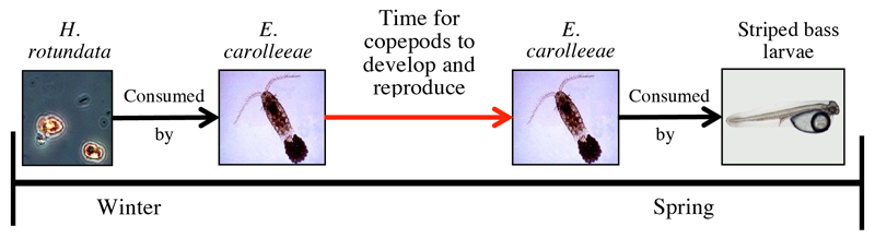 figure showing food chain of H. rotundata, E. carolleeae, and striped bass larvae