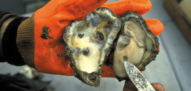 orange glove shucked oyster