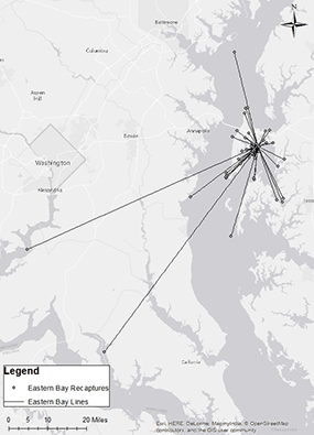 map showing locations where crabs were released and recaptured