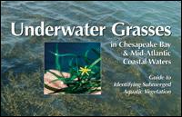 underwater grasses guide cover