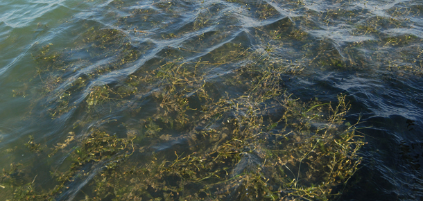 submerged grasses 