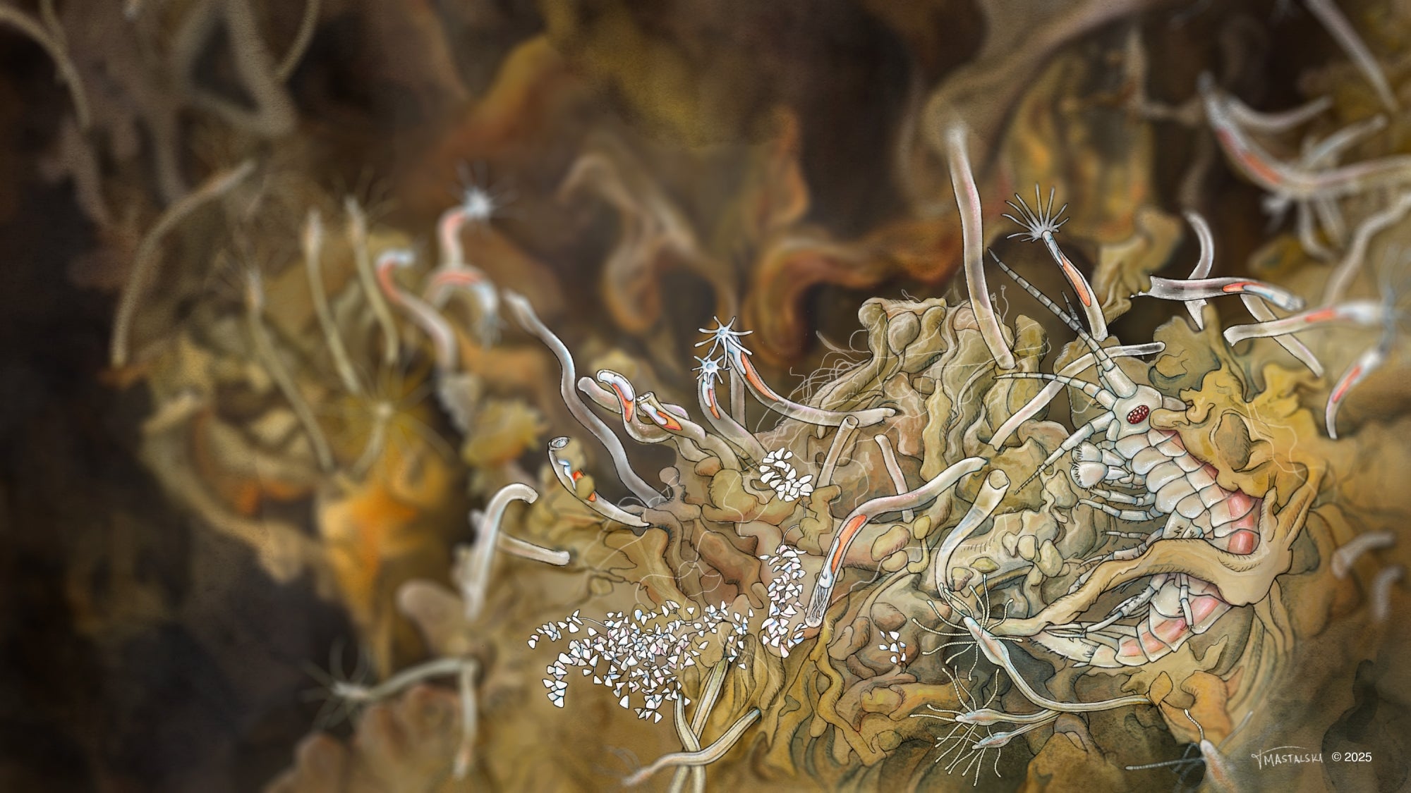 Illustration of an amphipod