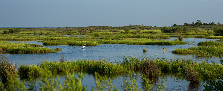 Waterbirds wade in a marsh