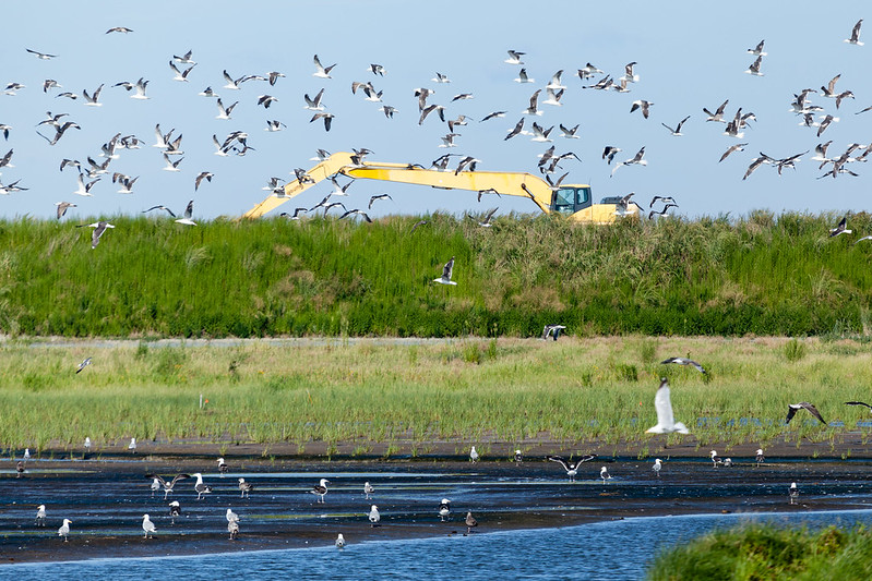 Birds fly over marsh and shoreline, where heavy machinery rests in the background.