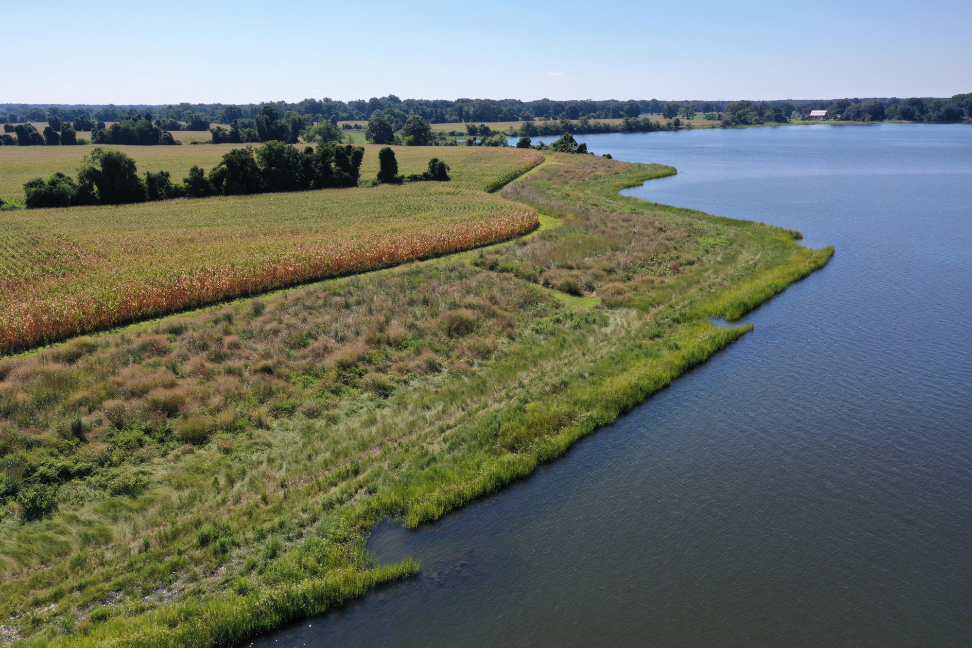 A living shoreline with lush grasses along the water