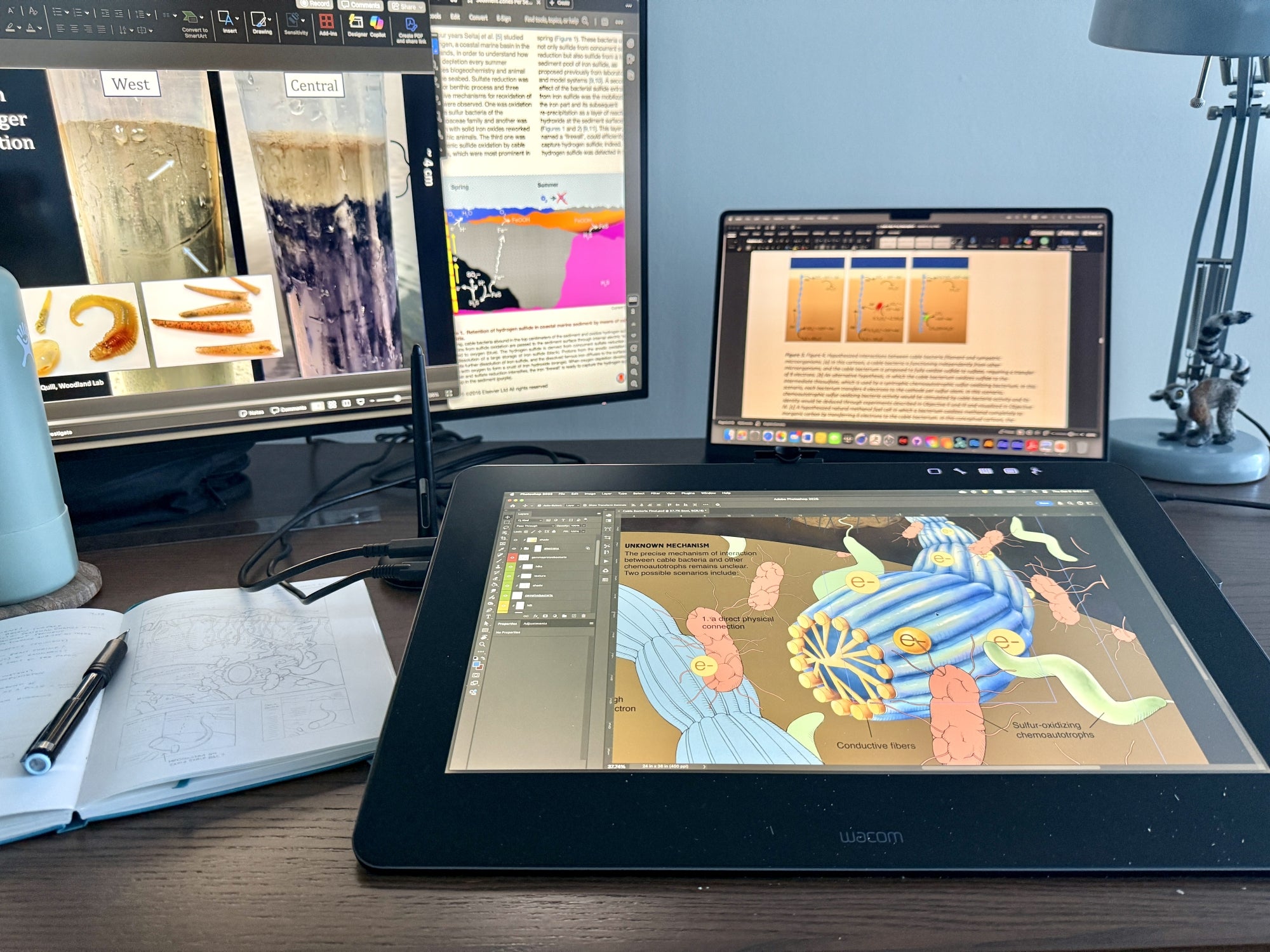 A desk with a monitor, a laptop, a wacom tablet, and a notebook and pencil all with scientific illustrations in progress