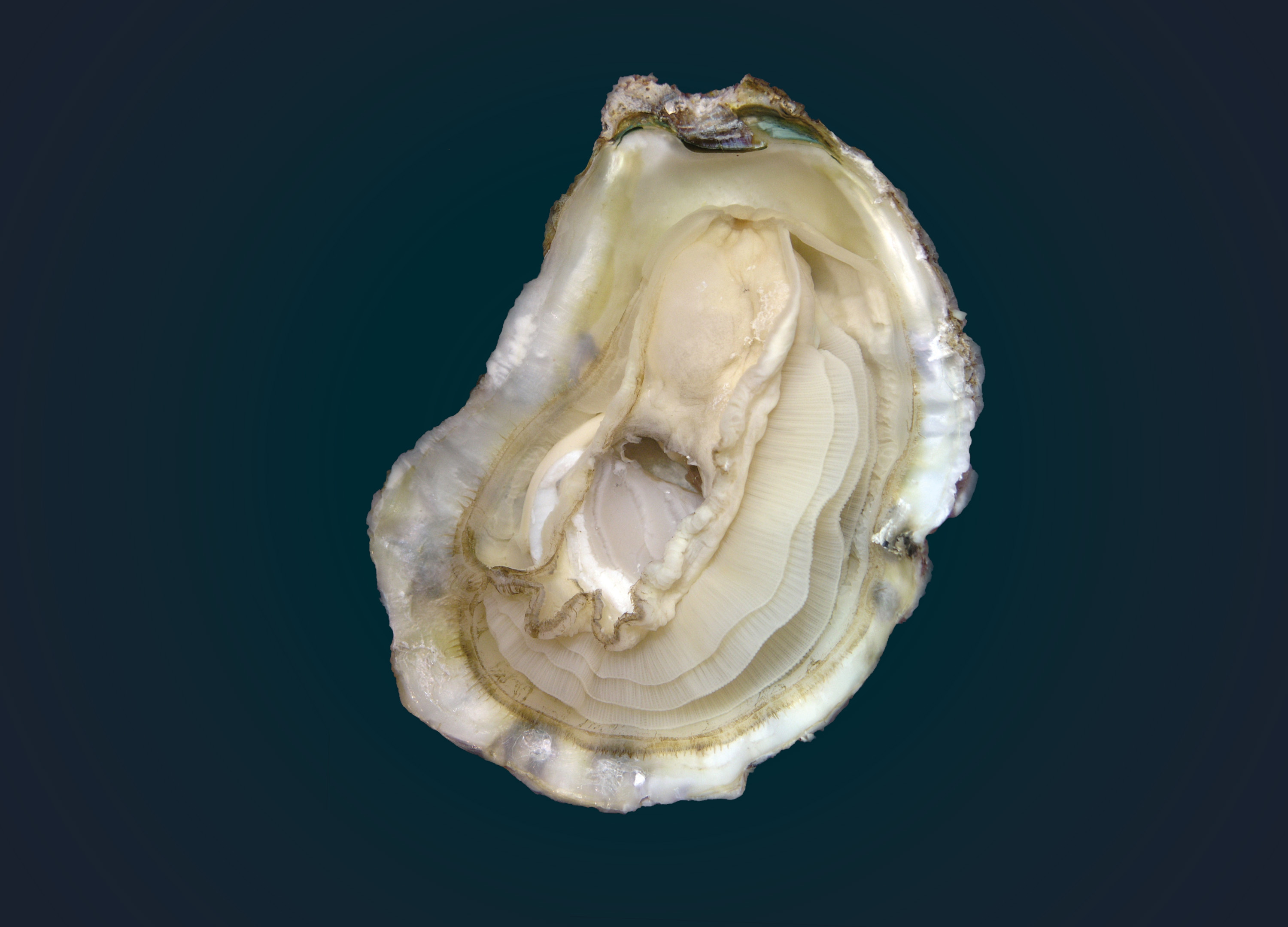 Oyster on the half shell, showing internal anatomy of oyster