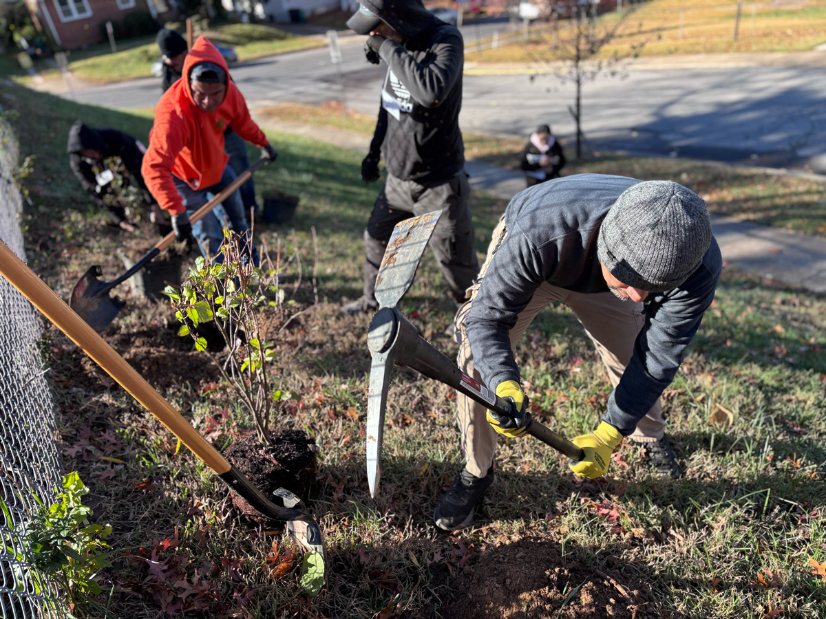 Men use pickaxes and shovels to landscape a grassy area along a fence