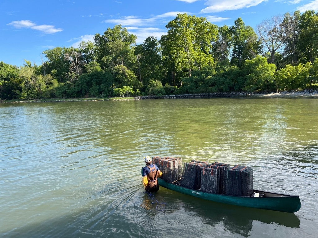 A young man wades through waist-high water pulling a canoe filled with oyster aquaculture cages