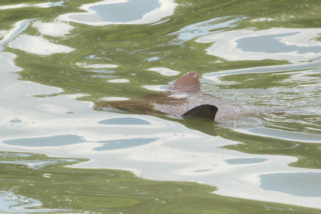 A cownose ray at the surface of the water with its fins sticking out above the surface