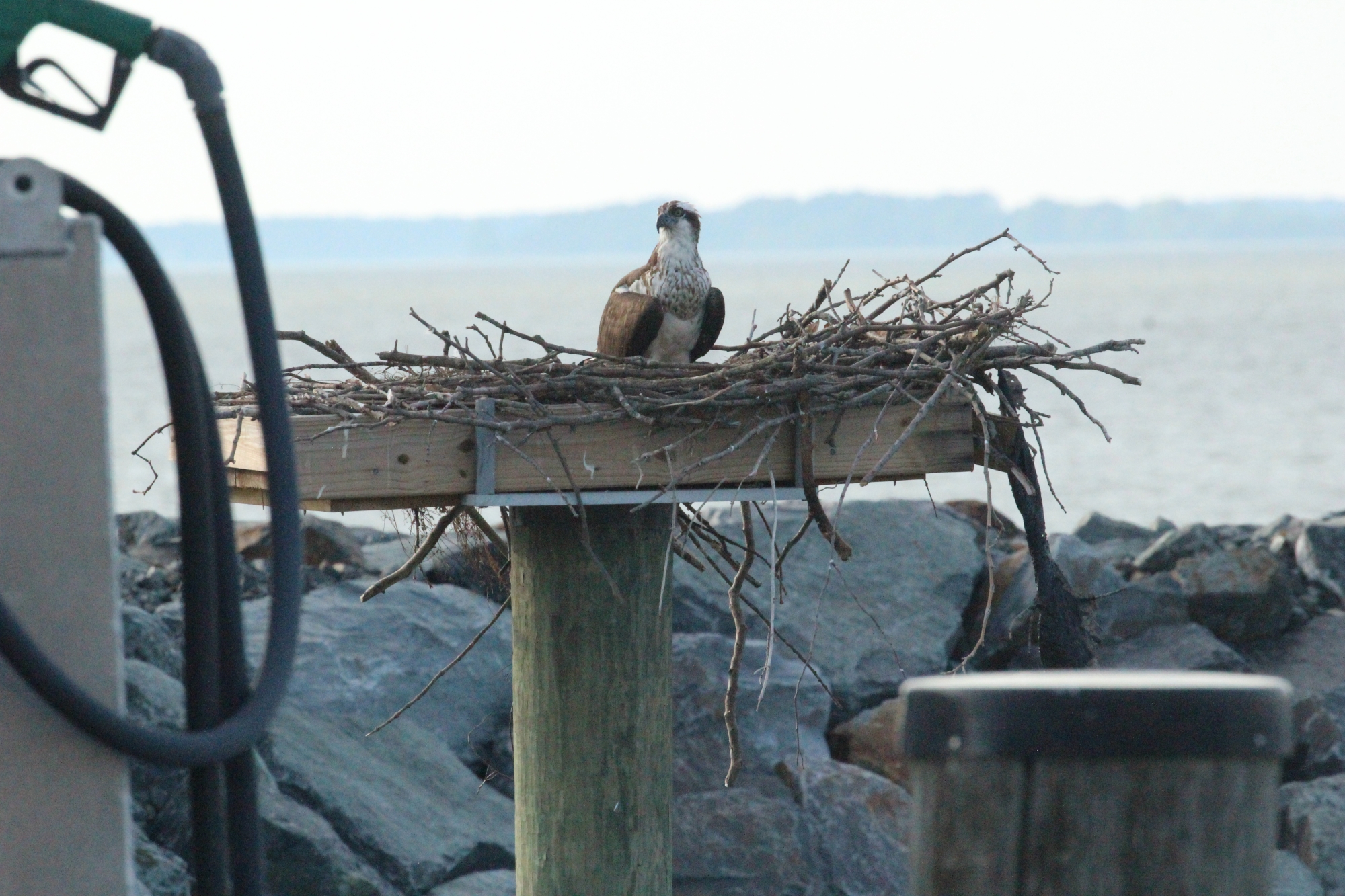 An osprey sits in its nest near a pier and body of water