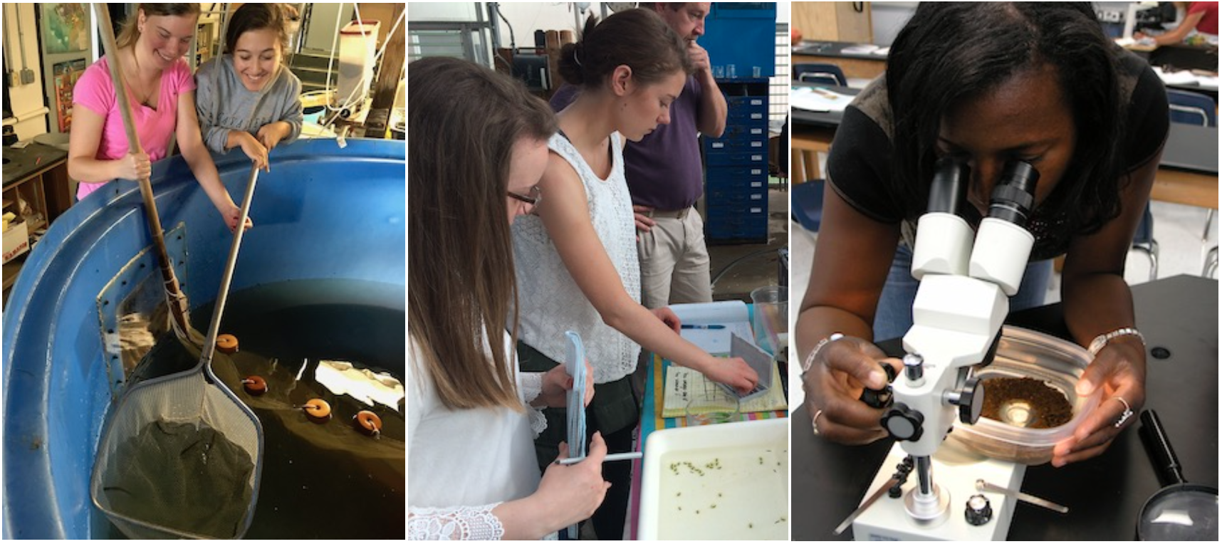 alt="Three images in a row: 1-Students dip net in water. 2-Students spotted sal. 3-Teacher looking at biofilm in microscope."