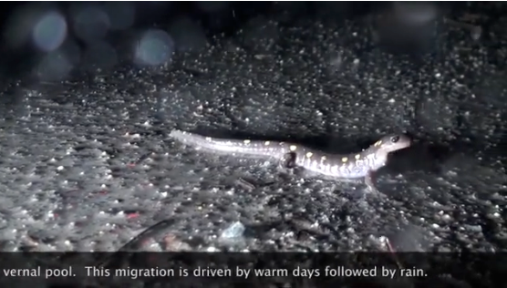 Salamander at night in the rain with yellow spots.