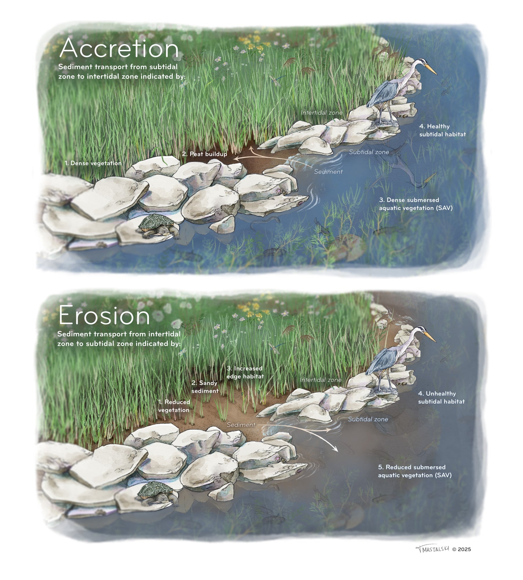 A scientific illustration of two living shoreline with rock sills, marsh grasses, and a heron. The top image shows accretion and the bottom image shows erosion