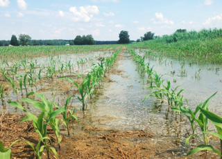 Coastal Farming Challenges: Flooding, Salt, and Land Loss | Maryland ...