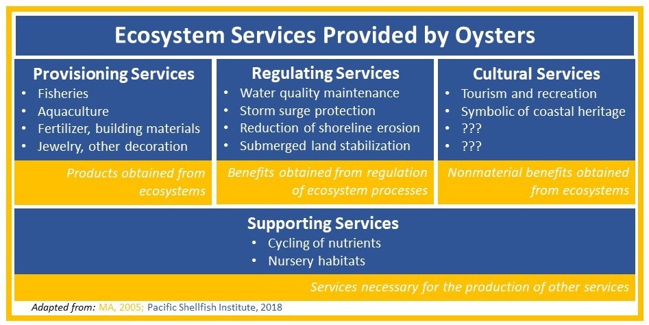 Figure 1. Oysters provide many ecosystem services, but the associated cultural services are poorly understood and ignored. Credit: Adriane Michaelis. Information cited from Millennium Assessment and Pacific Shellfish Institute.