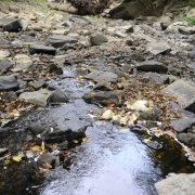 photo of Maryland stream