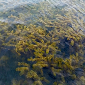 Submerged Aquatic Vegetation