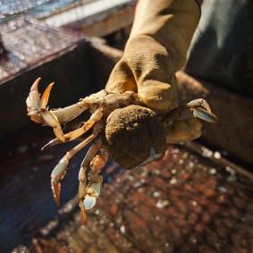 photo of sponge crab (female with eggs)