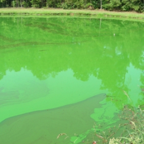 green water showing microcystis bloom