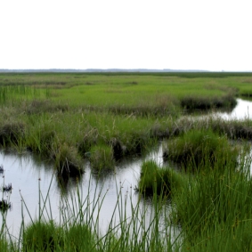 Image of marsh