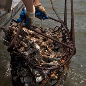 Oyster planting