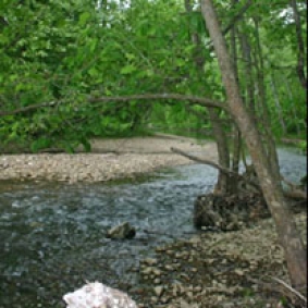 Trees near a stream